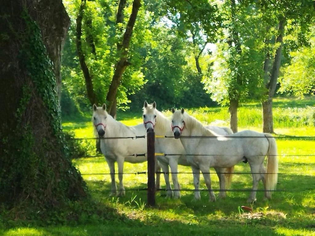 Maison De Campagne Au Coeur D'Un Elevage De Poneys Connemara Le Landreau Buitenkant foto